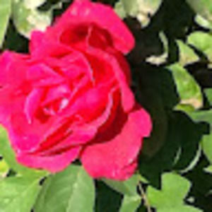 Meet your Posher, Denise